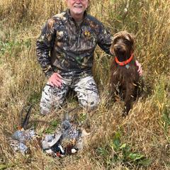 Pudelpointer All Grown Up from Rebel Point Pudelpointers