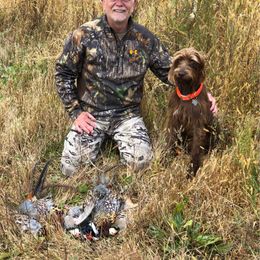 Pudelpointer All Grown Up from Rebel Point Pudelpointers