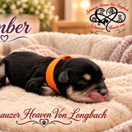 Amber AKC - Black and silver female Miniature Schnauzer puppy in Pelzer, South Carolina from Schnauzer Heaven Von Longbach