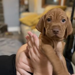 Vizsla Puppies from Elisha Martinez