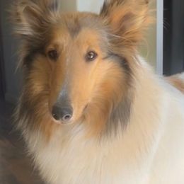 Collies from SoCal Collies