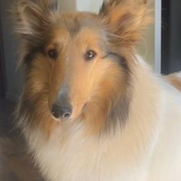 Collies from SoCal Collies