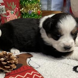 Sofia-blue eyes - Black tri female Miniature Australian Shepherd puppy in Signal Mountain, Tennessee from D & D Miniature and Toy Australian Sheppards