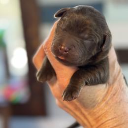 Rambler - Chocolate male Labrador Retriever puppy in Sullivan, Missouri from O’Dell Labs