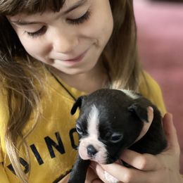 Boston Terrier and French Bulldog Puppies from High Plains Bullies