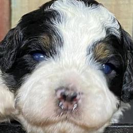 Australian Shepherds and Bernedoodles from Aunt-T’s Australian Shepherds