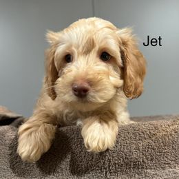 Jet - Australian Labradoodle puppy from Stony Brook Australian Labradoodles