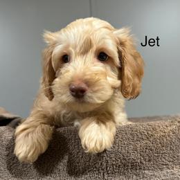 Jet - Australian Labradoodle puppy from Stony Brook Australian Labradoodles