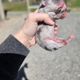 Pongo - Blue merle male Pomeranian puppy in Chattanooga, Tennessee from Valley Poms