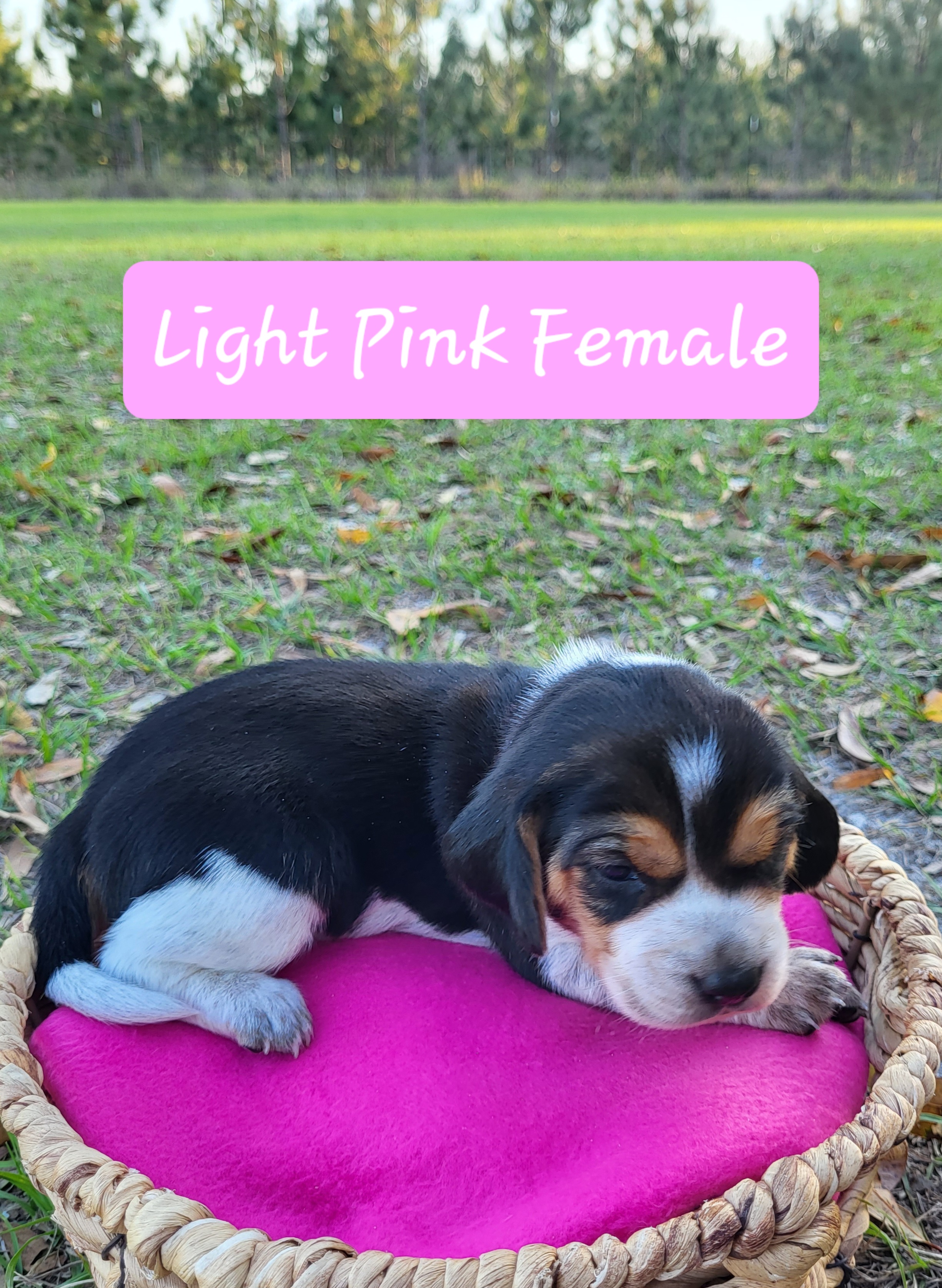 Beagle Puppies from Pridgeon Beagles