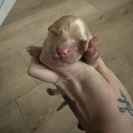 Zen - Cream male Dachshund puppy in Sacramento, California from HEFFERNAN HOUNDS