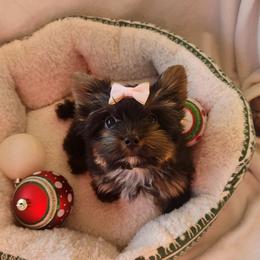 Pinkie - Black and gold female Yorkshire Terrier puppy in Dallas, North Carolina from Mandy's Miracles