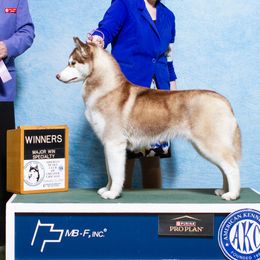 Hallie - Siberian Husky