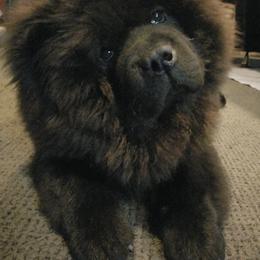 Chow Chow All Grown Up from Kew Chows