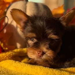 Twix - Chocolate and tan male Yorkshire Terrier puppy in Richmond, Texas from Perfectly Posh Pets