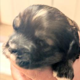 Iris - Brown female Lhasa Apso puppy in Fort Worth, Texas from Cynthia's Lhasa Apsos