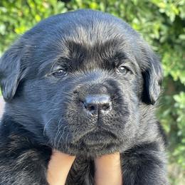 Orange collar boy - Black male Labrador Retriever puppy in Desert Hot Springs, California from Outlaws Labradors