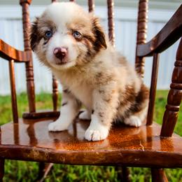 Trixie - Red merle female Australian Shepherd puppy in Alvin, Texas from Gulf Coast Aussies