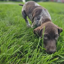German Shorthaired Pointers from TRI Central Pointers
