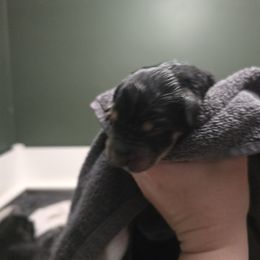 Green Collar - Pepper and salt male Giant Schnauzer puppy in Cloverdale, Ohio from House of Roth Giant Schnauzers