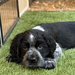 English Springer Spaniel Puppies from Butterfield Trail Farm