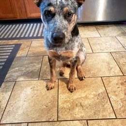 Australian Cattle Dog All Grown Up from Australian Cattle Cuties