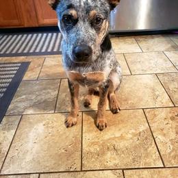 Australian Cattle Dog All Grown Up from Australian Cattle Cuties