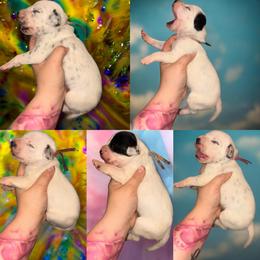 Girl 3 - White and black female Dalmatian puppy in Toledo, Ohio from Exquisite Dalmatians & Standard Poodles