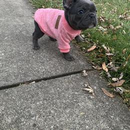 French Bulldog Puppies from Gotts Frenchies