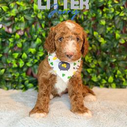 Jerry - Red  male Goldendoodle puppy in Houston, Texas from Golden Life Doodles