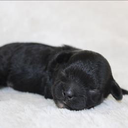 Hudson - Black male Shihpoo puppy in Mifflintown, Pennsylvania from Curls & Paws Canines