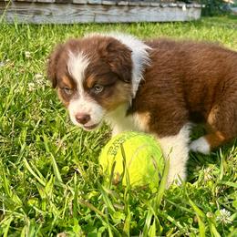 CHELSEY - Red tri-color female Australian Shepherd puppy in Sheridan, Arkansas from Runnin’ Wild Ranch Aussies