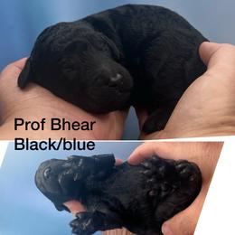 Prof Bhaer - Silver male Poodle puppy in Greenville, North Carolina from Grace Poodles