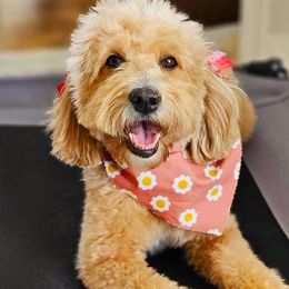 Tilly - Goldendoodle