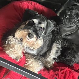 Tillie - Miniature Schnauzer