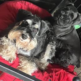 Tillie - Miniature Schnauzer