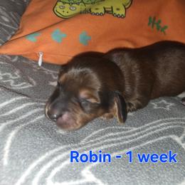 Robin - Red male Dachshund puppy in Mobile, Alabama from Mobile Mini Dachshunds