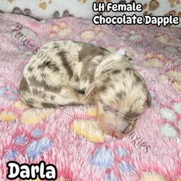 Darla - Dapple female Dachshund puppy in Lufkin, Texas from Paw-some Doxies