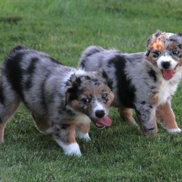 Australian Shepherd Puppies from Sliding S Australian Shepherds