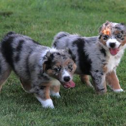 Australian Shepherd Puppies from Sliding S Australian Shepherds