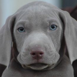 Weimaraners from Von Edelweiss Weimaraners