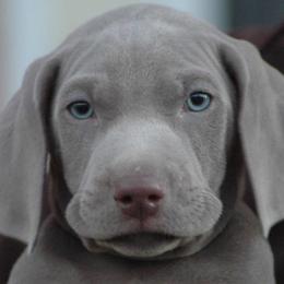 Weimaraners from Von Edelweiss Weimaraners