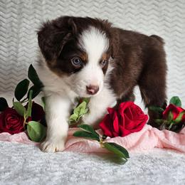 Rex - Red tri-color male Australian Shepherd puppy in Mountain Grove, Missouri from K Bar H Farms
