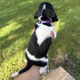 Basset Hound Puppies from Carrier Bassets