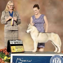 Siberian Huskies from Powdermist Siberians, LLC.