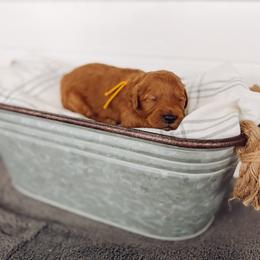 Jasper - Red  male Goldendoodle puppy in Billings, Montana from Montana Raised Doodles