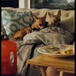 Penelope - Fawn and white Chihuahua puppy in Chesapeake, Virginia from Wonder Pups Chihuahuas