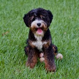 Bubba - Bernedoodle