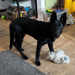 Millie - German Shepherd