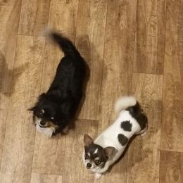 Chihuahuas and Tibetan Spaniels from Firebird Farms